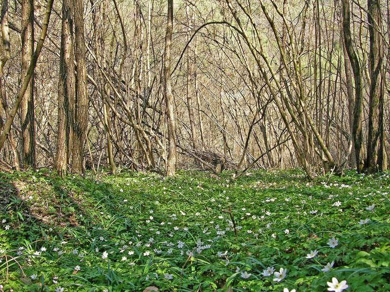 Ritrovamenti, mercoledi 10 aprile.